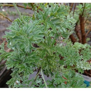 Artemisia absinthium echter Wermut