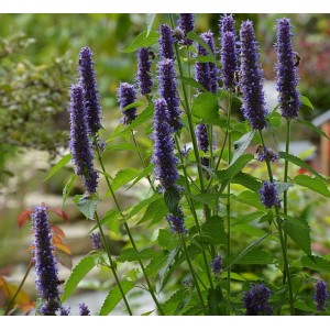 Agastache foeniculum