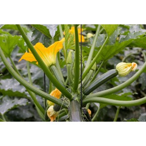 Zucchini Tripolis, Pflanze (Cocozelle von) – Kräuter-/Gemüsepflanze (Produktfoto)