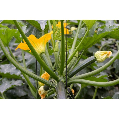 Zucchini Tripolis, Pflanze (Cocozelle von) – Kräuter-/Gemüsepflanze (Produktfoto)