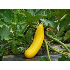 Zucchini Sebring – Kräuter-/Gemüsepflanze (Produktfoto)