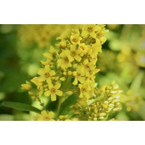 Lysimachia vulgaris