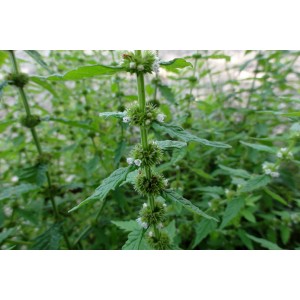 Ufer-Wolfstrapp, Lycopus europaeus