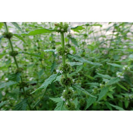 Ufer-Wolfstrapp, Lycopus europaeus