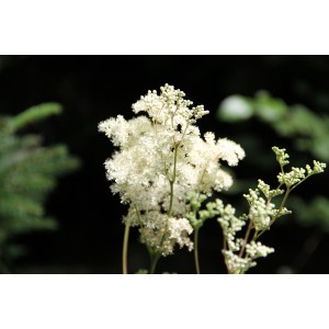 Filipendula ulmaria