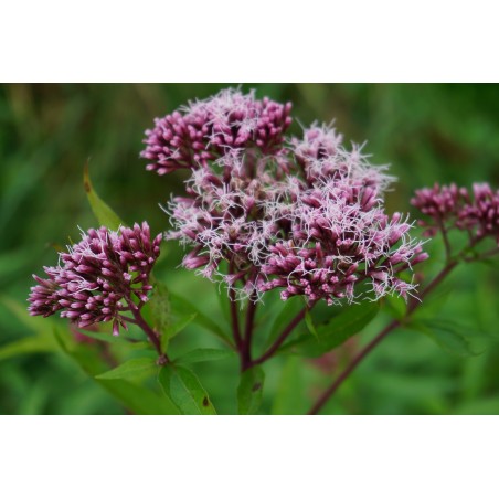 Wasserdost, (Eupatorium cannabinum) – Wildstaude (Produktfoto)