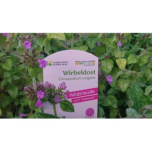 Gemeiner Wirbeldost Clinopodium vulgare
