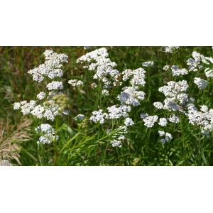 Achillea ptarmica