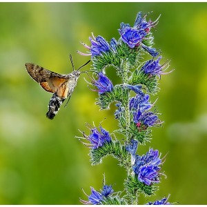 Gemeiner Natternkopf Echium vulgare