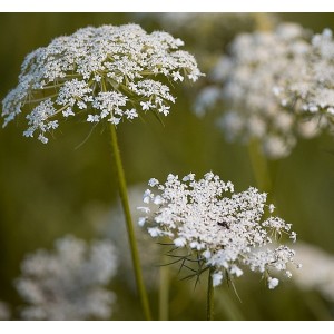 Daucus Carota