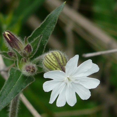 Weiße Lichtnelke Nacht-Lichtnelke Silene latifolia alba