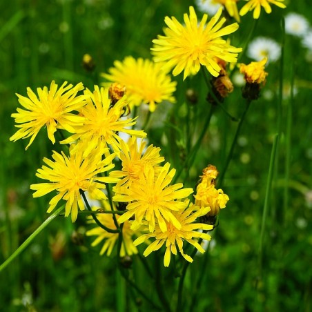 Wiesen-Bocksbart Tragopogon pratensis