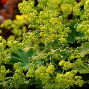 Alchemilla erythropoda