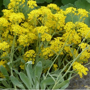 Berg-Steinkraut Steinkresse, Steinrich Alyssum montanum