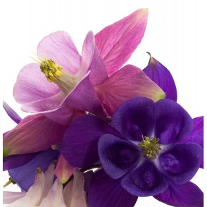 Niedrige Akkelei, Aquilegia flabellata "Cameo Mix"