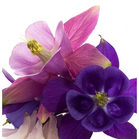 Aquilegia flabellata "Cameo Mix"