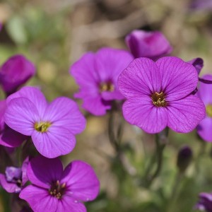 Gänsekrässe rosa "Compinki" Arabis caucasica