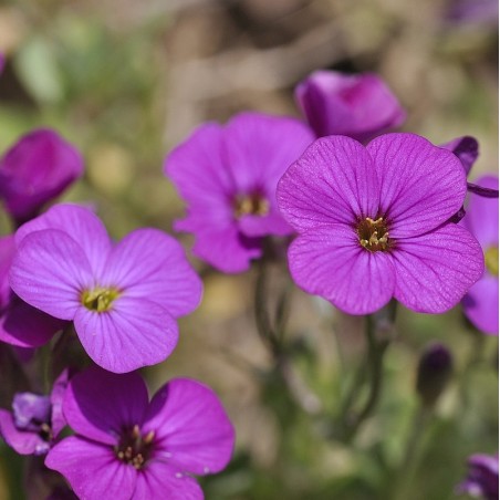 Gänsekrässe rosa "Compinki" Arabis caucasica
