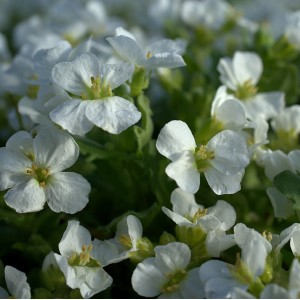 Arabis caucasica