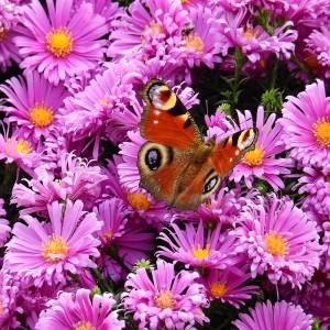 Alpen-Aster 'Happy End' Aster alpinus