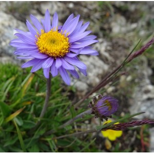 Aster alpinus 'Dunkle Schöne'