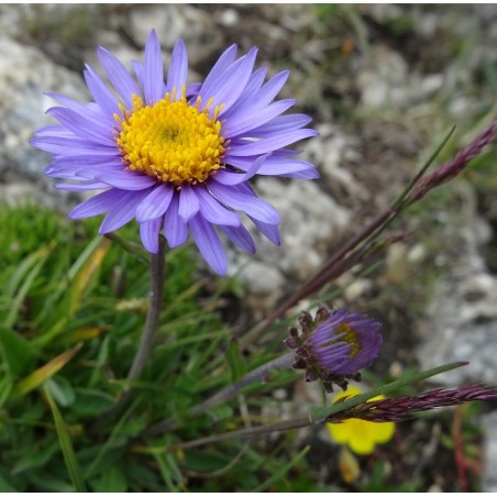 Alpen-Aster 'Dunkle Schöne' Aster alpinus