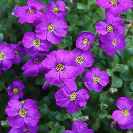 Garten-Blaukissen Aubrieta x cultorum