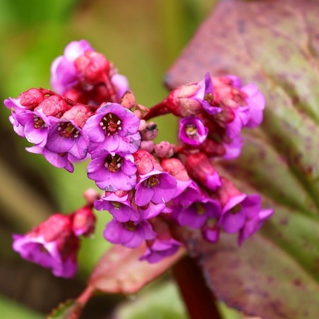 Bergenia cordifolia
