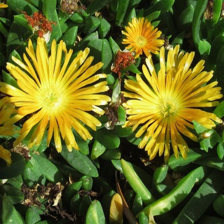 Gedrängte Mittagsblume Delosperma congestum