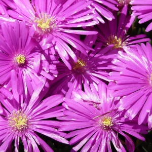 Delosperma cooperi