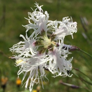 Dianthus arenarius