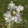 Sand-Nelke Dianthus arenarius – Heimische Wildpflanze | Gärtnerei Hüskes