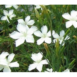 Dianthus deltoides "Alba"
