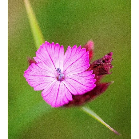 Heide-Nelke 'Leuchtfunk' Dianthus deltoides