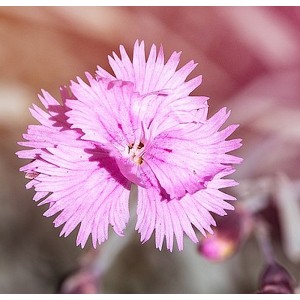 Dianthus deltoides 'Brilliant'
