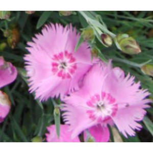 Feder-Nelke Dianthus plumarius