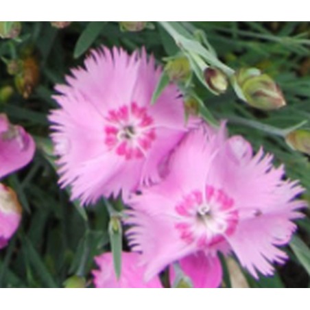 Feder-Nelke Dianthus plumarius