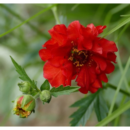 Geum chiloense 'Feuerball'