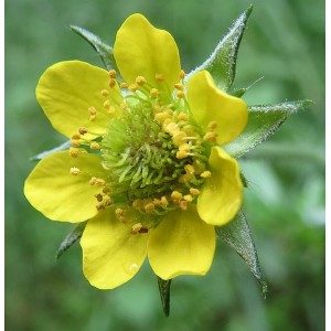 Chilenische Nelkenwurz 'Goldball' Geum chiloense