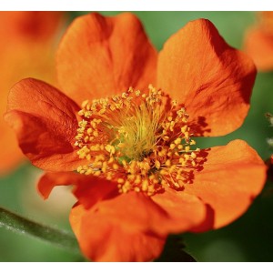 Chilenische Nelkenwurz 'Cocky' Geum chiloense