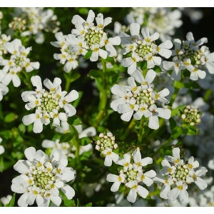 Immergrüne Schleifenblume Iberis sempervirens