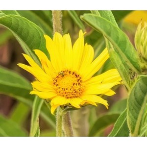 Schwert-Alant Schmalblättriger Alant Inula ensifolia