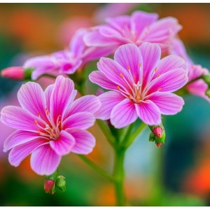 Lewisia cotyledon