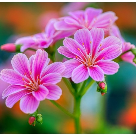 Lewisia cotyledon