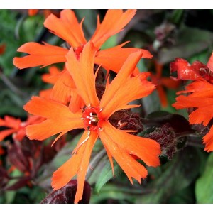 Lychnis x arkwrightii