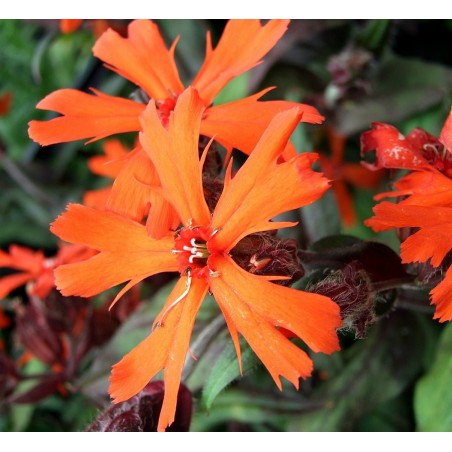 Lychnis x arkwrightii