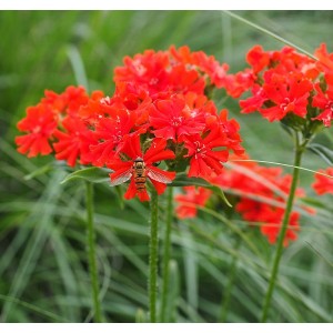 Lychnis chalcedonica