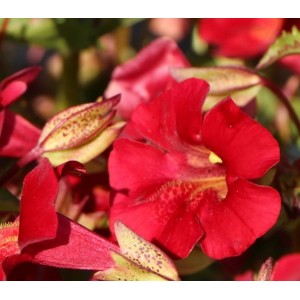 Gauklerblume 'Roter Kaiser' Mimulus cupreus