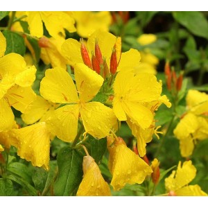 Oenothera macrocarpa