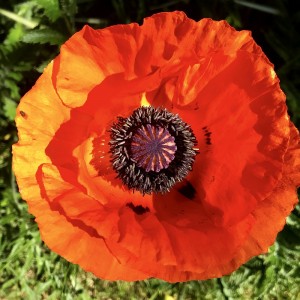 Papaver orientale